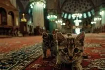 حضور غیرمنتظره گربه باردار در میان نمازگزاران مسجد