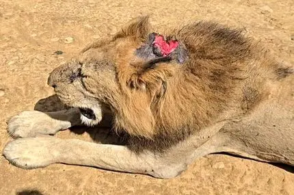 ببینید؛ پادشاه زخمی اما شکست‌ناپذیر