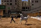 شور اسب‌داری در میان فلسطینی‌ها