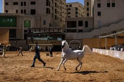 شور اسب‌داری در میان فلسطینی‌ها