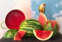 جلوه‌ای از هنر با موبایل؛ تصاویر برتر مسابقه عکاسی با آیفون  