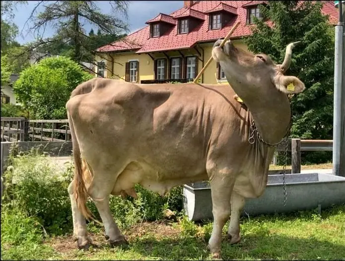 گاو نابغه اتریشی که با جارو پشتش را می‌خاراند!