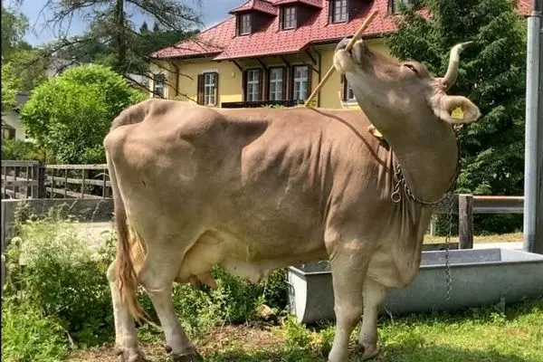 گاو نابغه اتریشی که با جارو پشتش را می‌خاراند!
