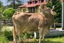 گاو نابغه اتریشی که با جارو پشتش را می‌خاراند!