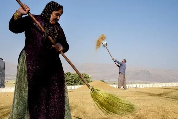 تصاویر؛ شلتوک؛ طعم اصیل جنوب در جدال با تشنگی