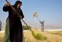 تصاویر؛ شلتوک؛ طعم اصیل جنوب در جدال با تشنگی
