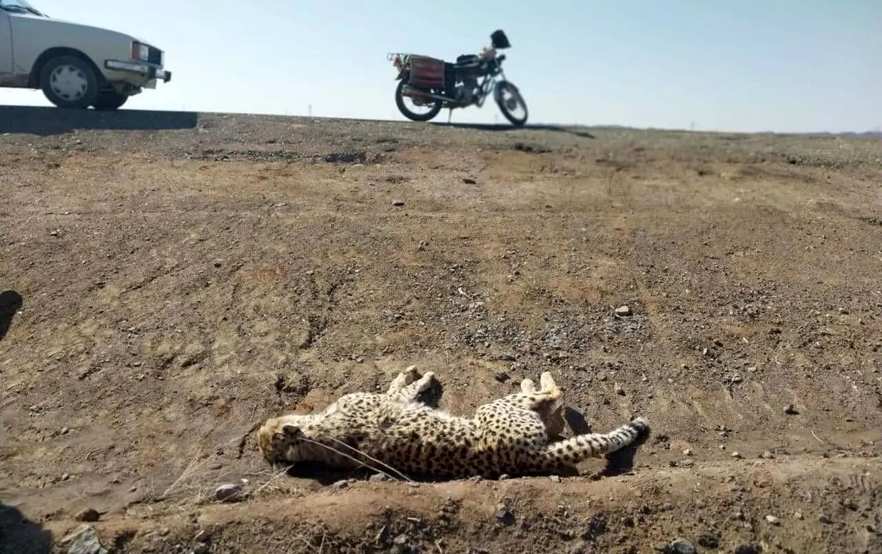تمسخر بی‌‌رحمانه یوز ایرانی در جاده مرگ؛ ماجرا چه بود؟