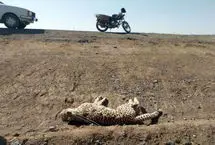 تمسخر بی‌‌رحمانه یوز ایرانی در جاده مرگ؛ ماجرا چه بود؟