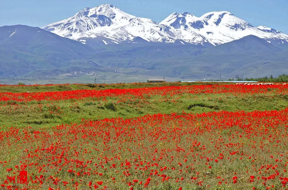 ببینید؛ تغییر چهره سبلان؛ از آبان پوشیده از برف تا آذر بهاری