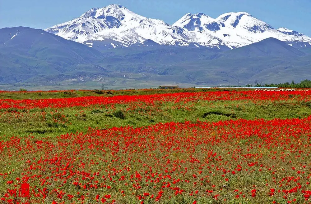ببینید؛ تغییر چهره سبلان؛ از آبان پوشیده از برف تا آذر بهاری