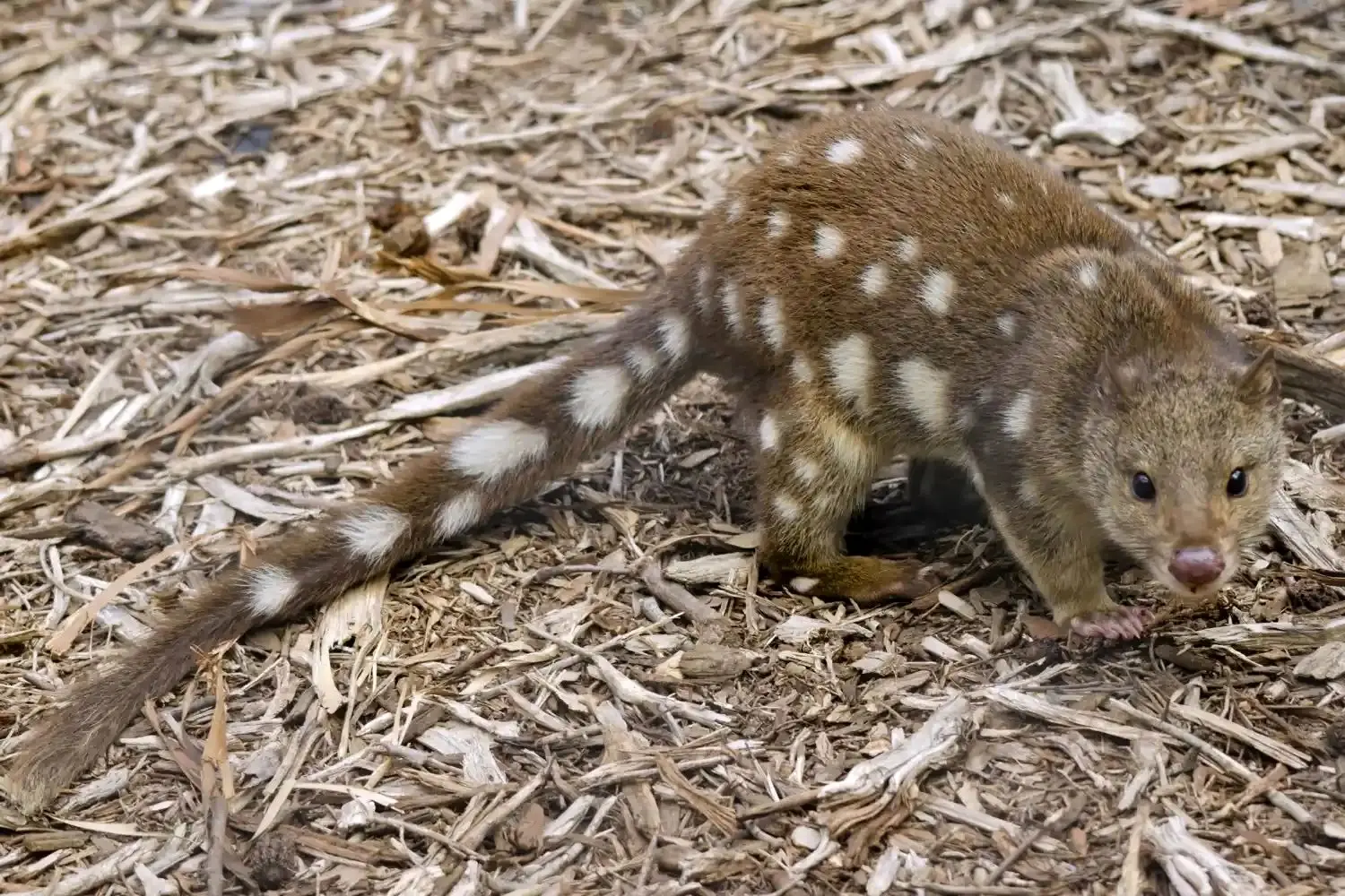 مشاهده دوباره یک جانور به ظاهر منقرض شده پس از ۸۰ سال 