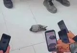 تجمع زائران دور پرنده‌ای در مکه؛ تصویری که توجه‌ها را جلب کرد