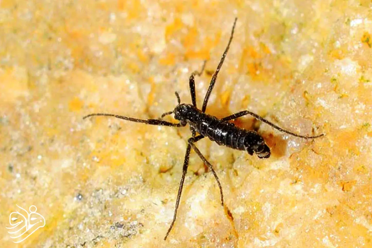 تنها مگس قطب جنوب پلاستیک می‌خورد!