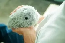 ببینید؛ مافلین؛ «حیوان خانگی آینده» با ۴ میلیون شخصیت متفاوت 