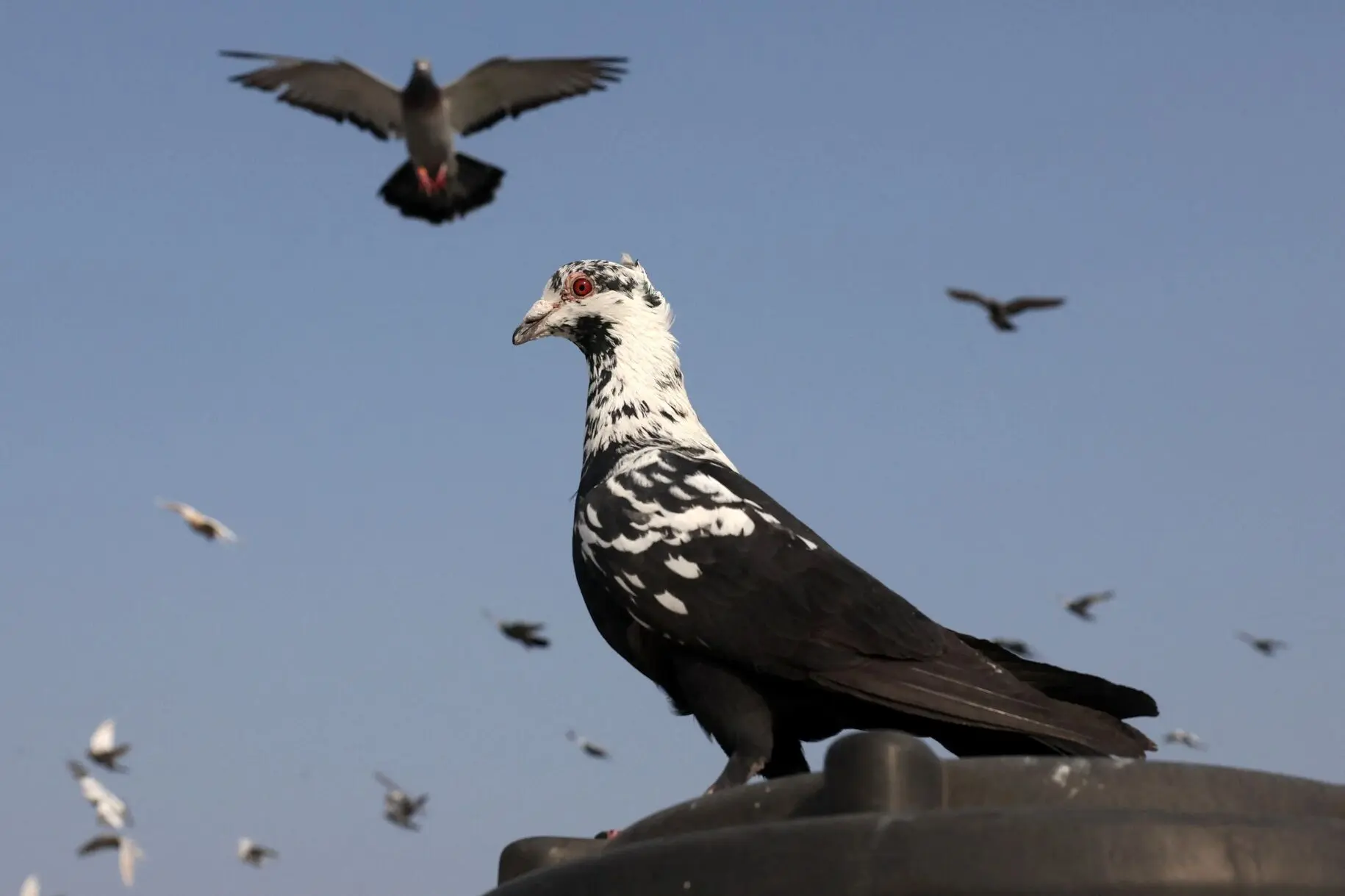 سنت کبوتربازی؛ میراث امپراتوری مغول در هند
