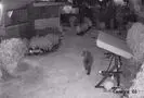 سیبری در محاصره خرس‌ها؛ از پرسه در حیاط خانه‌ها تا حمله به ساکنان