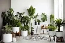 روش نگهداری صحیح گیاهان آپارتمانی در فصل گرما