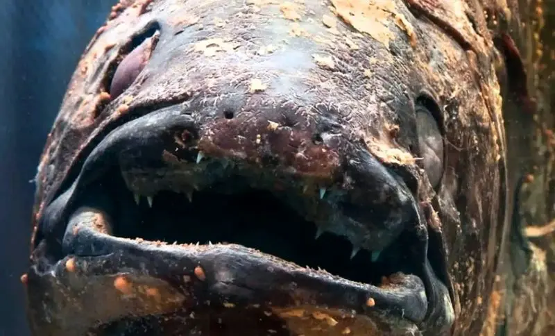 ماهی Latimeria menadoensis