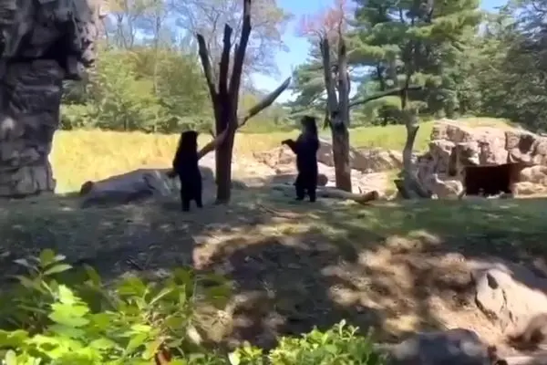 لحظه‌ای دیدنی از الاکلنگ‌بازی دو خرس