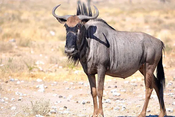 نبرد حماسی گوزن یالدار یک‌چشم در آب