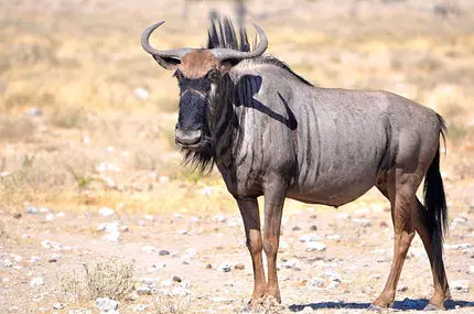 نبرد حماسی گوزن یالدار یک‌چشم در آب