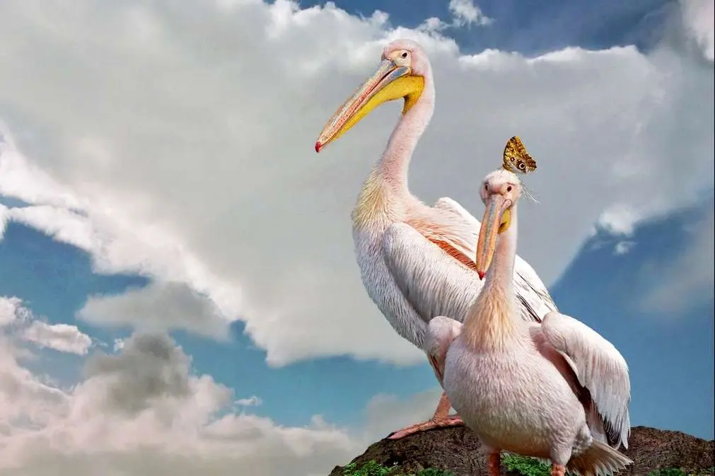 قدم زدن دو پلیکان بر بستر خشک دریاچه ارومیه