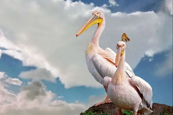 قدم زدن دو پلیکان بر بستر خشک دریاچه ارومیه