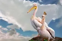 قدم زدن دو پلیکان بر بستر خشک دریاچه ارومیه