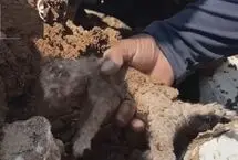 نجات یک بچه گربه از زیر آوار خانه 