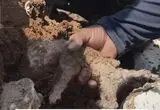 نجات یک بچه گربه از زیر آوار خانه 