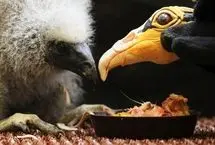 ببینید؛ عروسک‌گردانی برای نجات جوجه کرکس‌ طرد شده