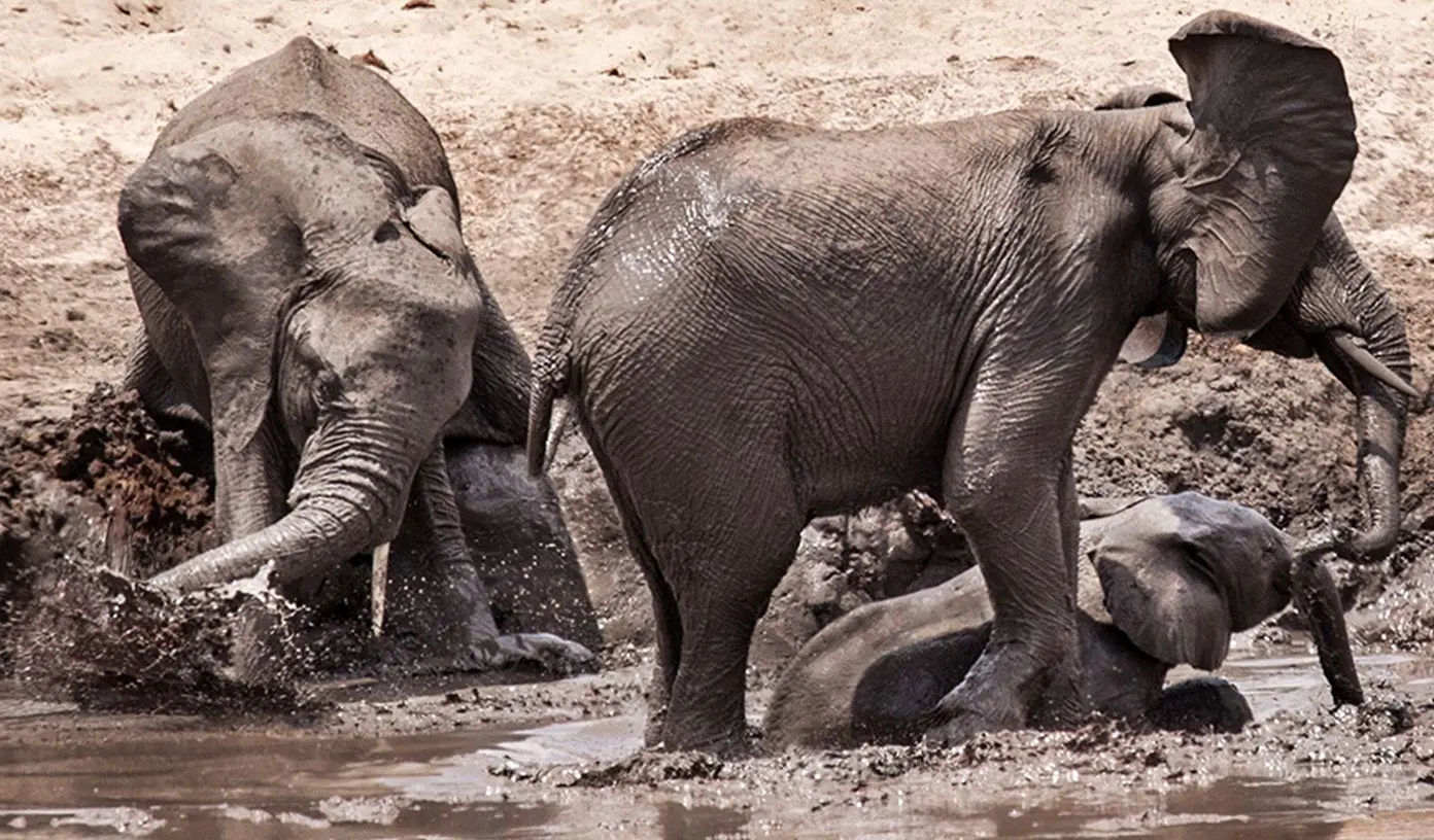 نجات بچه‌فیل از گودال گِلی با تلاش بی‌وقفه مادر