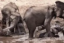 نجات بچه‌فیل از گودال گِلی با تلاش بی‌وقفه مادر