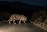 دیده شدن یک پلنگ ایرانی در کجور مازندران