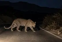 دیده شدن یک پلنگ ایرانی در کجور مازندران