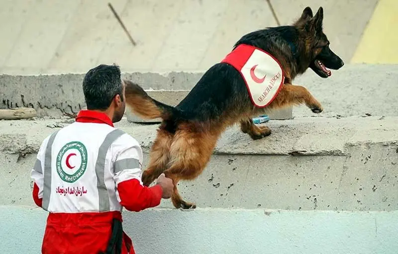 تصویری ویژه از سگ امداد و نجات زیر سرم