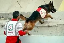 تصویری ویژه از سگ امداد و نجات زیر سرم