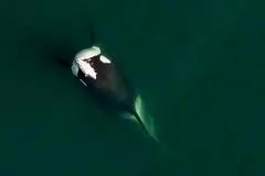 تصویر نادری از نهنگ قاتل با «کلاه ماهی»