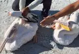 نجات دو پلیکان گرفتار نمک در دریاچه ارومیه