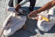 نجات دو پلیکان گرفتار نمک در دریاچه ارومیه