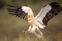  رهاسازی یک کرکس تیمارشده در سمنان