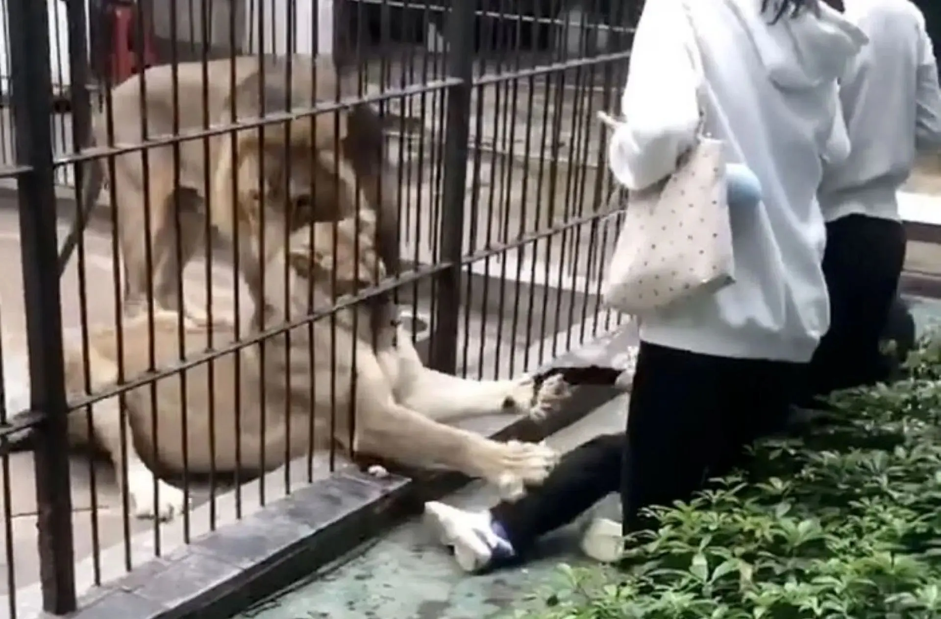 حمله هولناک شیرهای باغ وحش به یک دختر