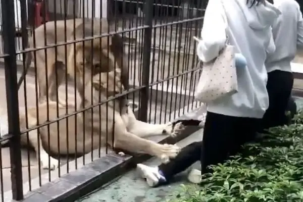 حمله هولناک شیرهای باغ وحش به یک دختر