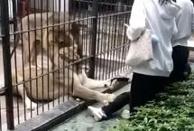 حمله هولناک شیرهای باغ وحش به یک دختر