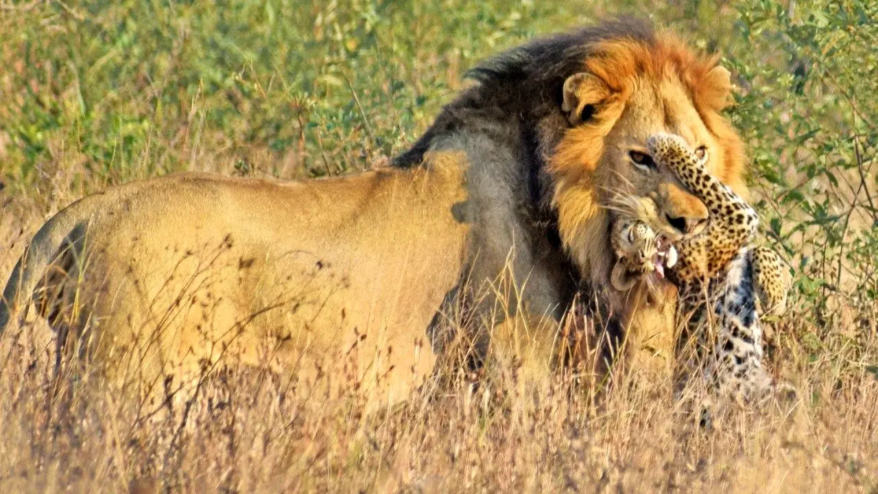 شیر نر یک بچه‌پلنگ را جلوی چشمان مادرش شکار کرد