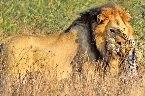 شیر نر یک بچه‌پلنگ را جلوی چشمان مادرش شکار کرد