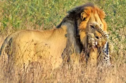 شیر نر یک بچه‌پلنگ را جلوی چشمان مادرش شکار کرد