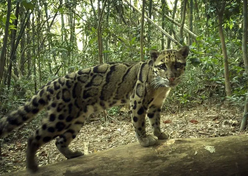 حویانات آسیایی