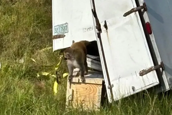 ببینید؛ میمون آزمایشگاهی آلوده به ویروس فرار کرد