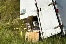 ببینید؛ میمون آزمایشگاهی آلوده به ویروس فرار کرد